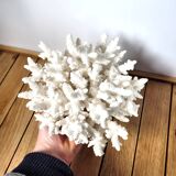 White coral