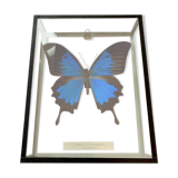 Papillon dans cadre