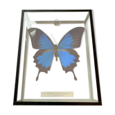 Butterfly in frame