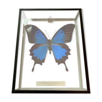 Papillon dans cadre