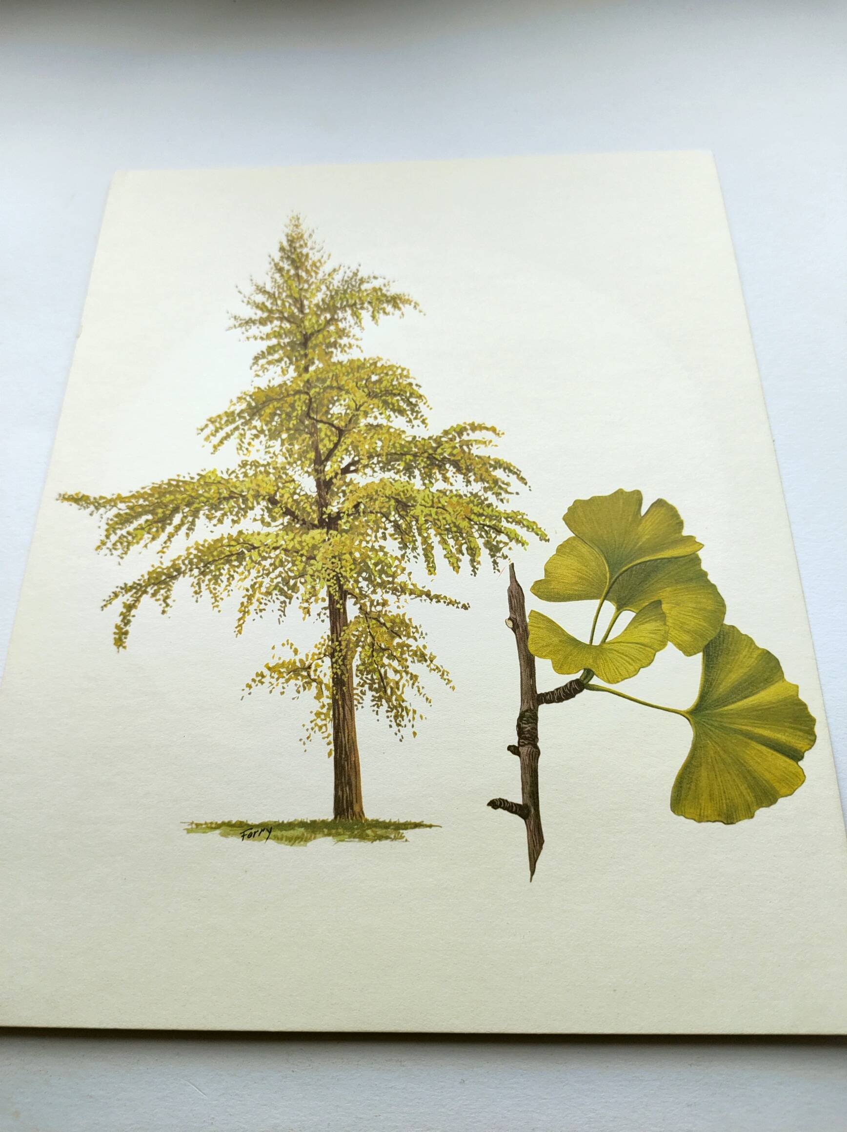 Illustration of the 40-crest tree - Vintage Botanical Nature Plate