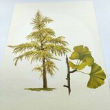 Illustration of the 40-crest tree - Vintage Botanical Nature Plate