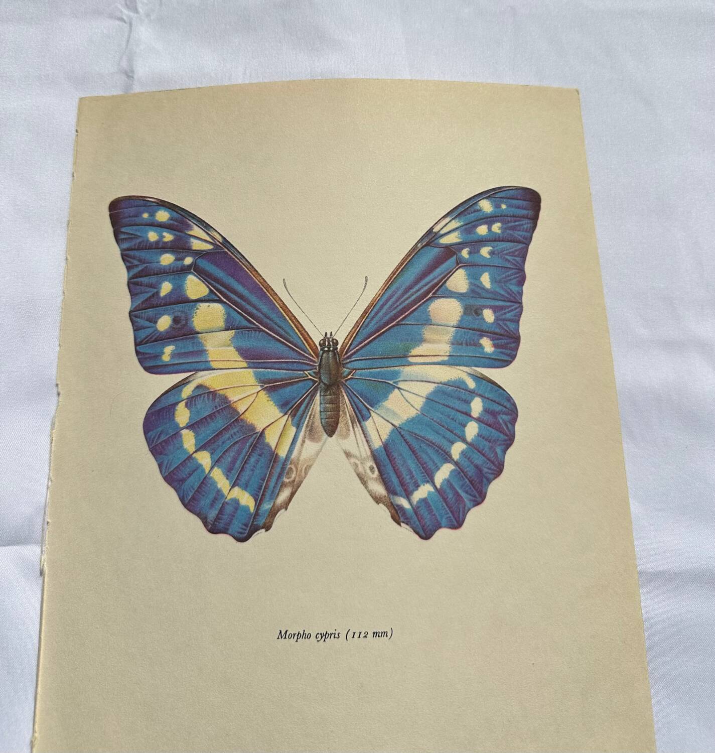 Antique Butterfly Print – Vintage Naturalist Lithograph