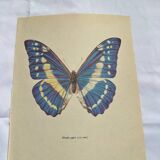 Antique Butterfly Print – Vintage Naturalist Lithograph