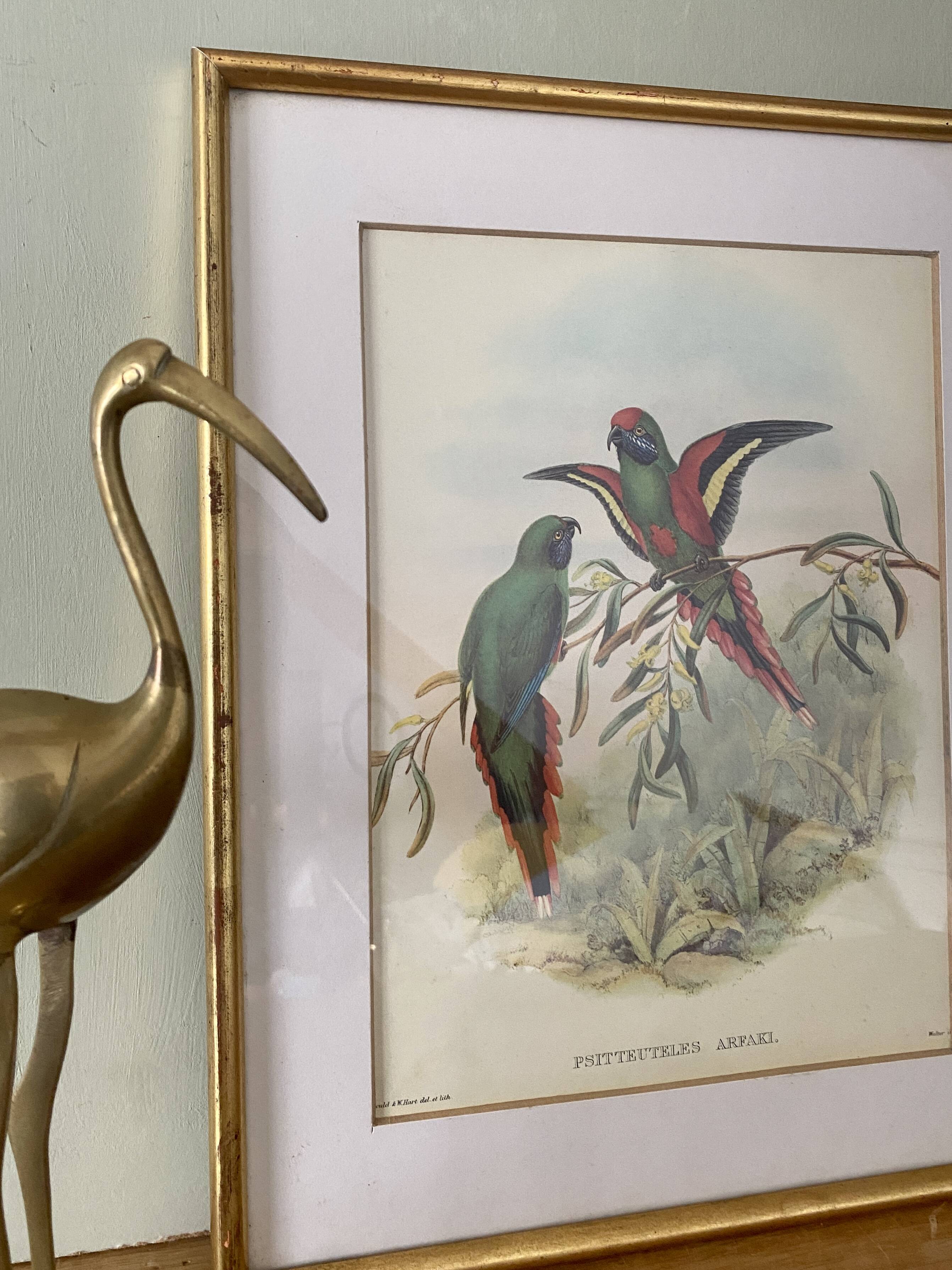 Old poster of birds in its original frame