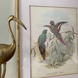 Old poster of birds in its original frame