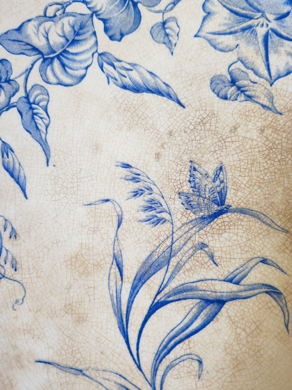Compotier Convolvulus