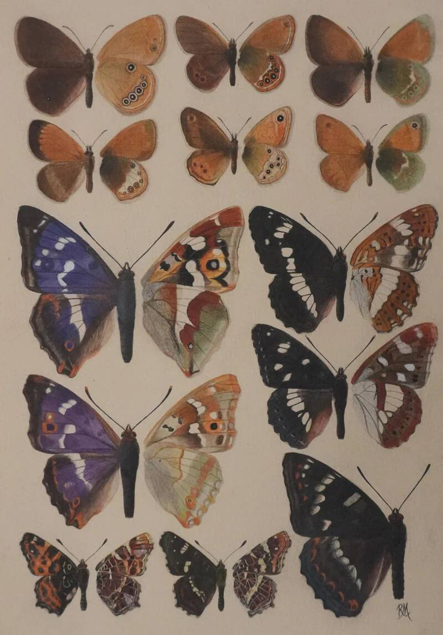 Roger metaye : papillons marrons et violets, aquarelle originale signée