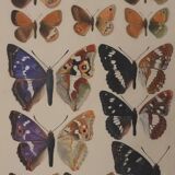 Roger metaye: brown and purple butterflies, original signed watercolor