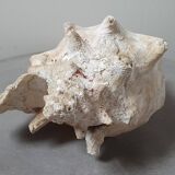 Giant shell
