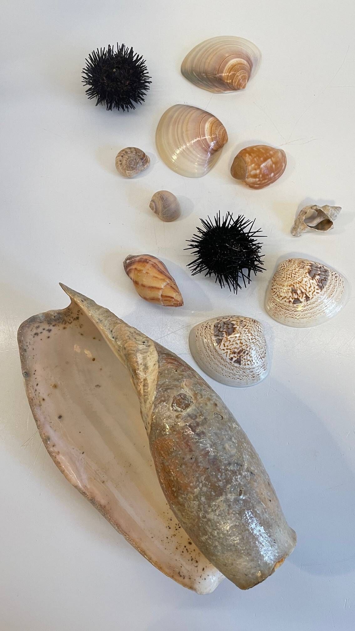 Collection de coquillages