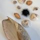 Collection de coquillages