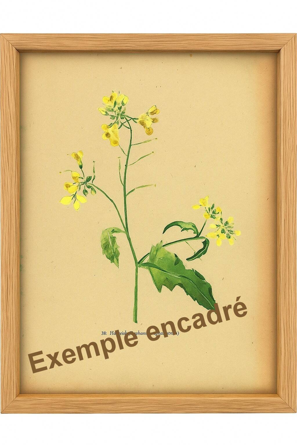 Planche de 1948, Fleurs des prés, stellaire par Strache