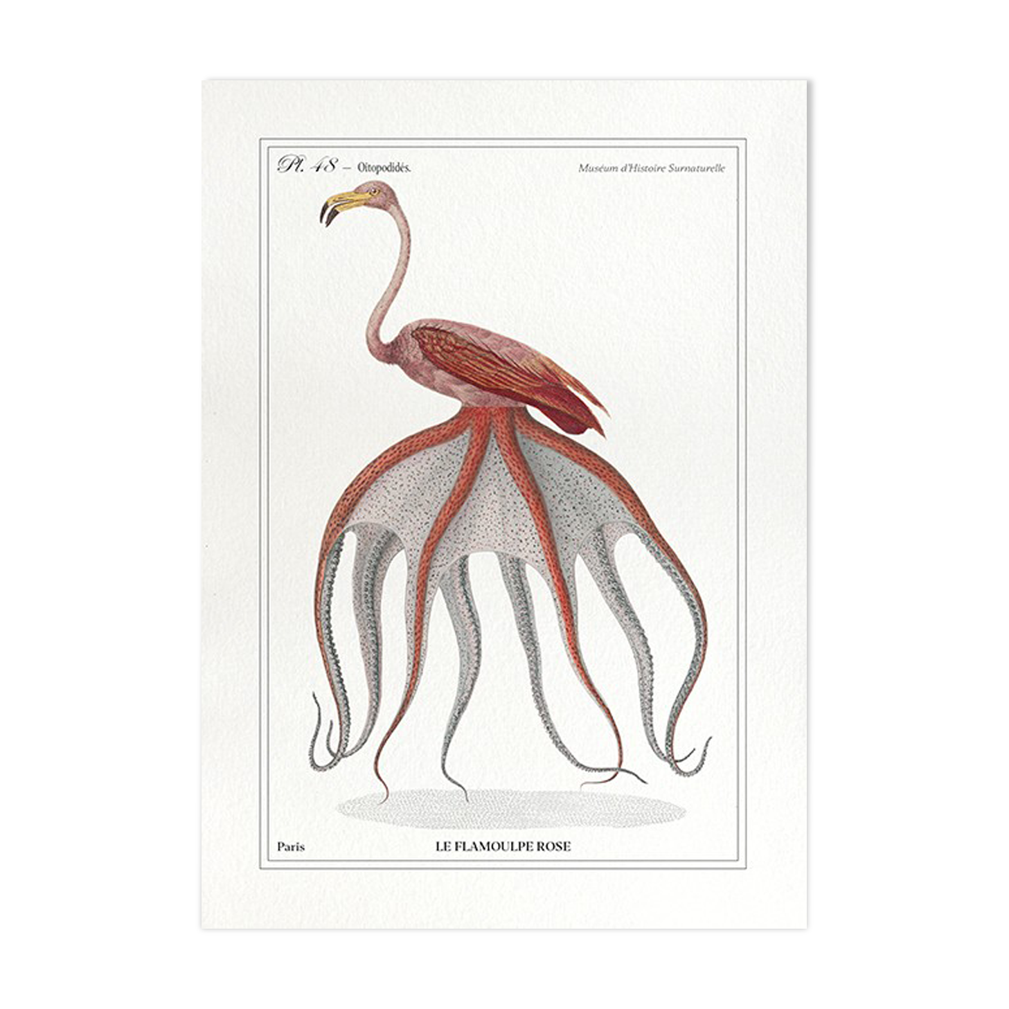 Chimera lithograph animal engraving - the pink flamoulpe