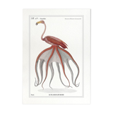 Chimera lithograph animal engraving - the pink flamoulpe