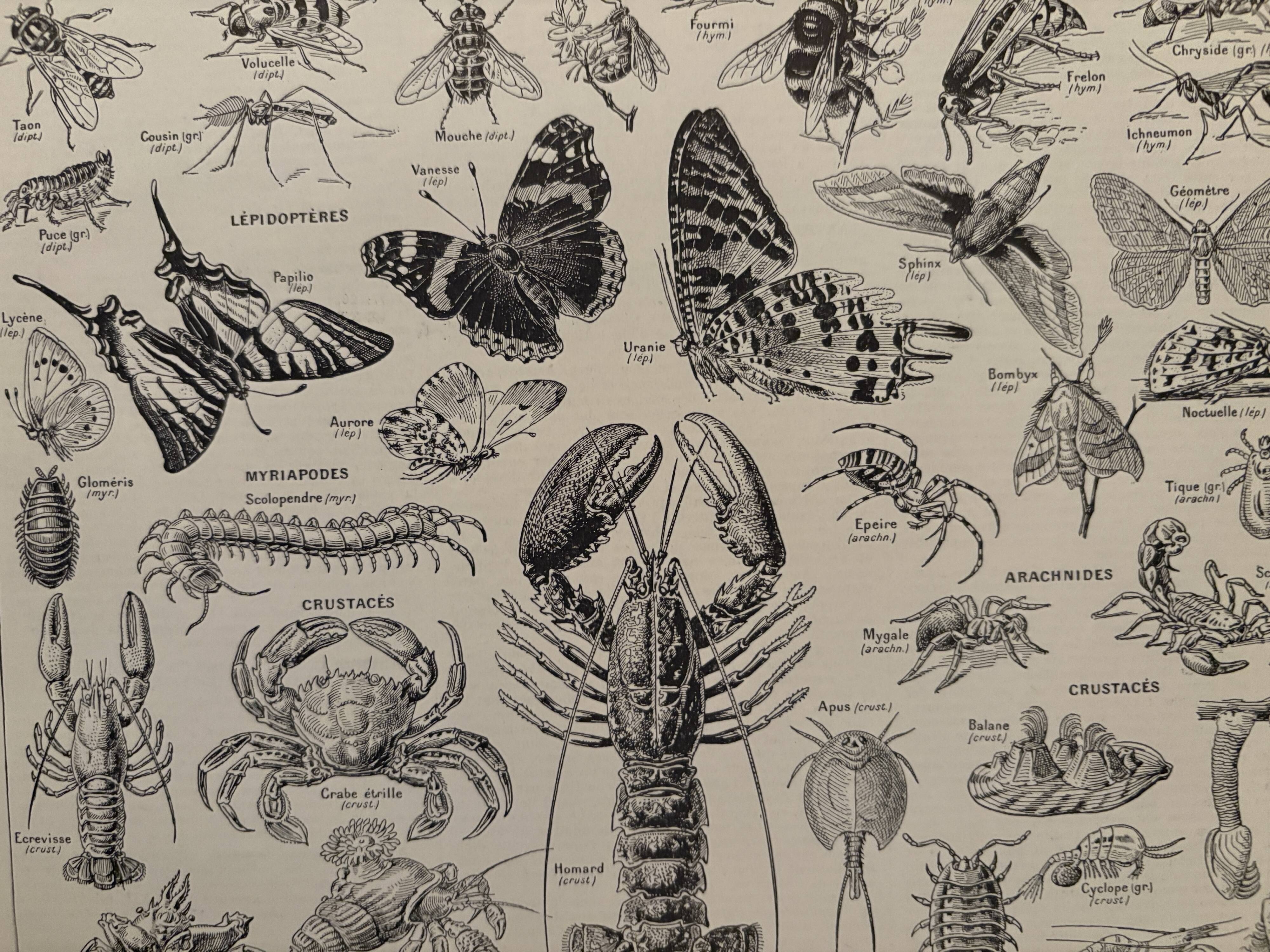 Vintage Arthropod Engraving – 1930