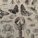 Vintage Arthropod Engraving – 1930