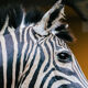 Zebra taxidermy