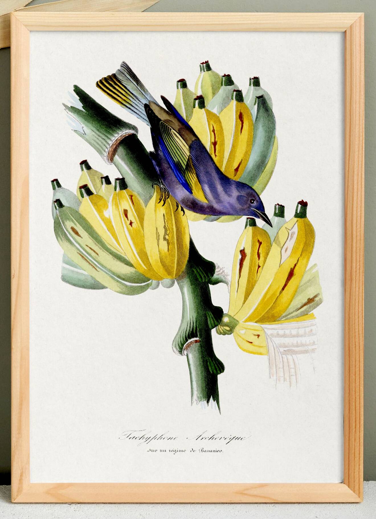 Poster featuring a tanagara tree and a bunch of bananas, based on an engraving