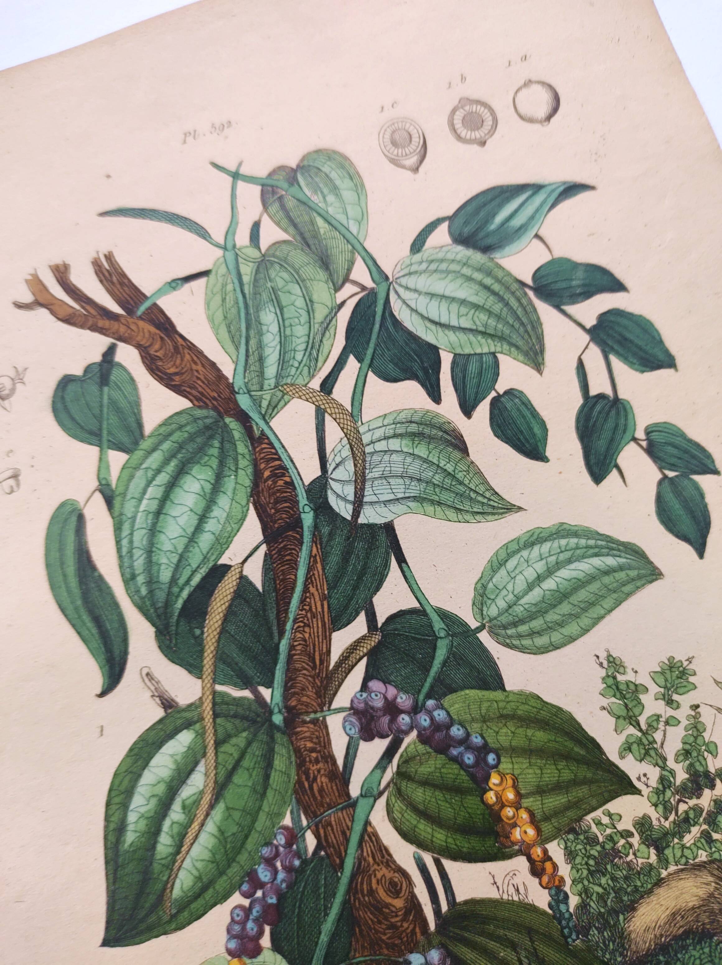 Antique plate from 1839 - Pepper tree - Botanical engraving hand-colored from nature