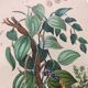 Antique plate from 1839 - Pepper tree - Botanical engraving hand-colored from nature