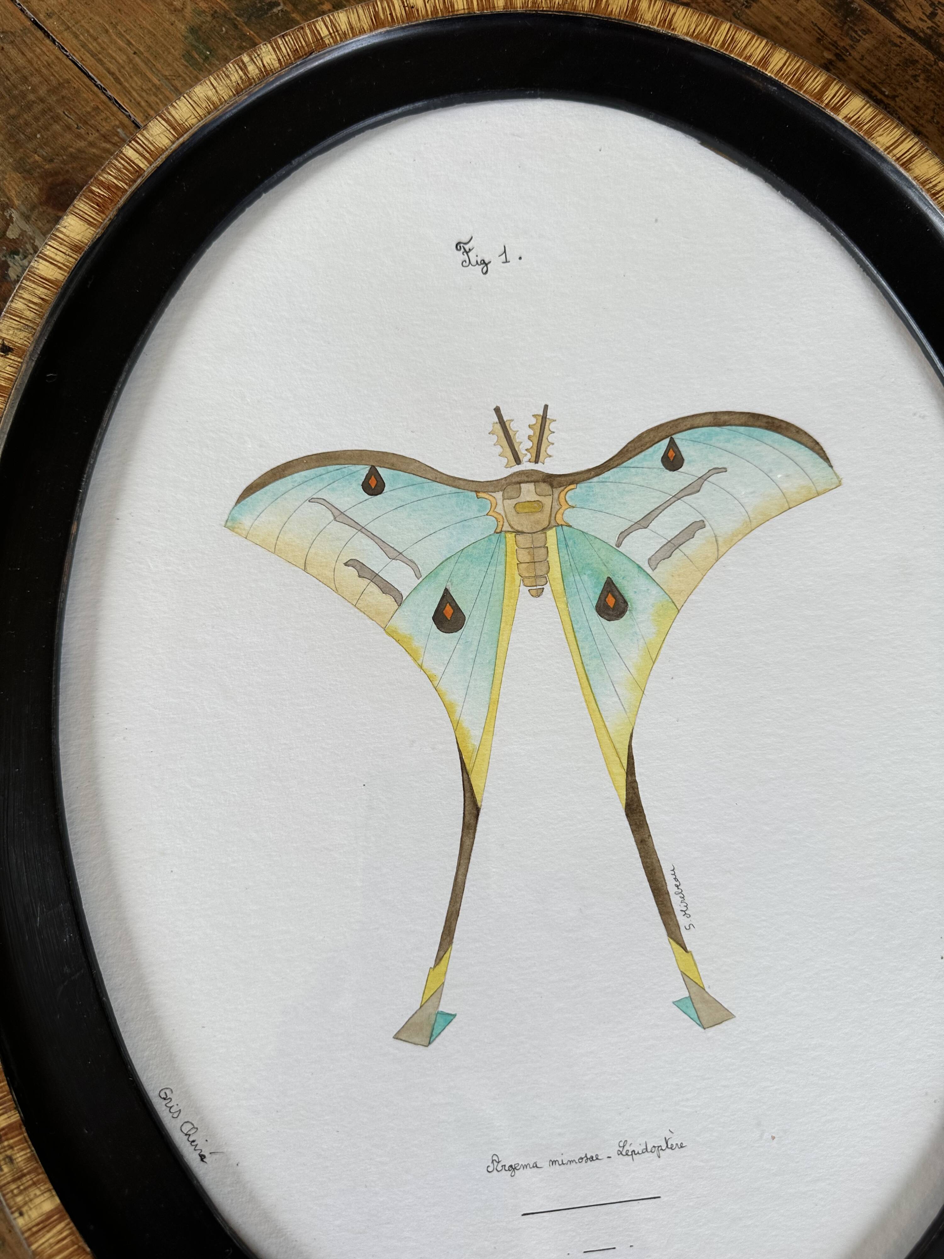 butterfly frame