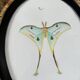 butterfly frame