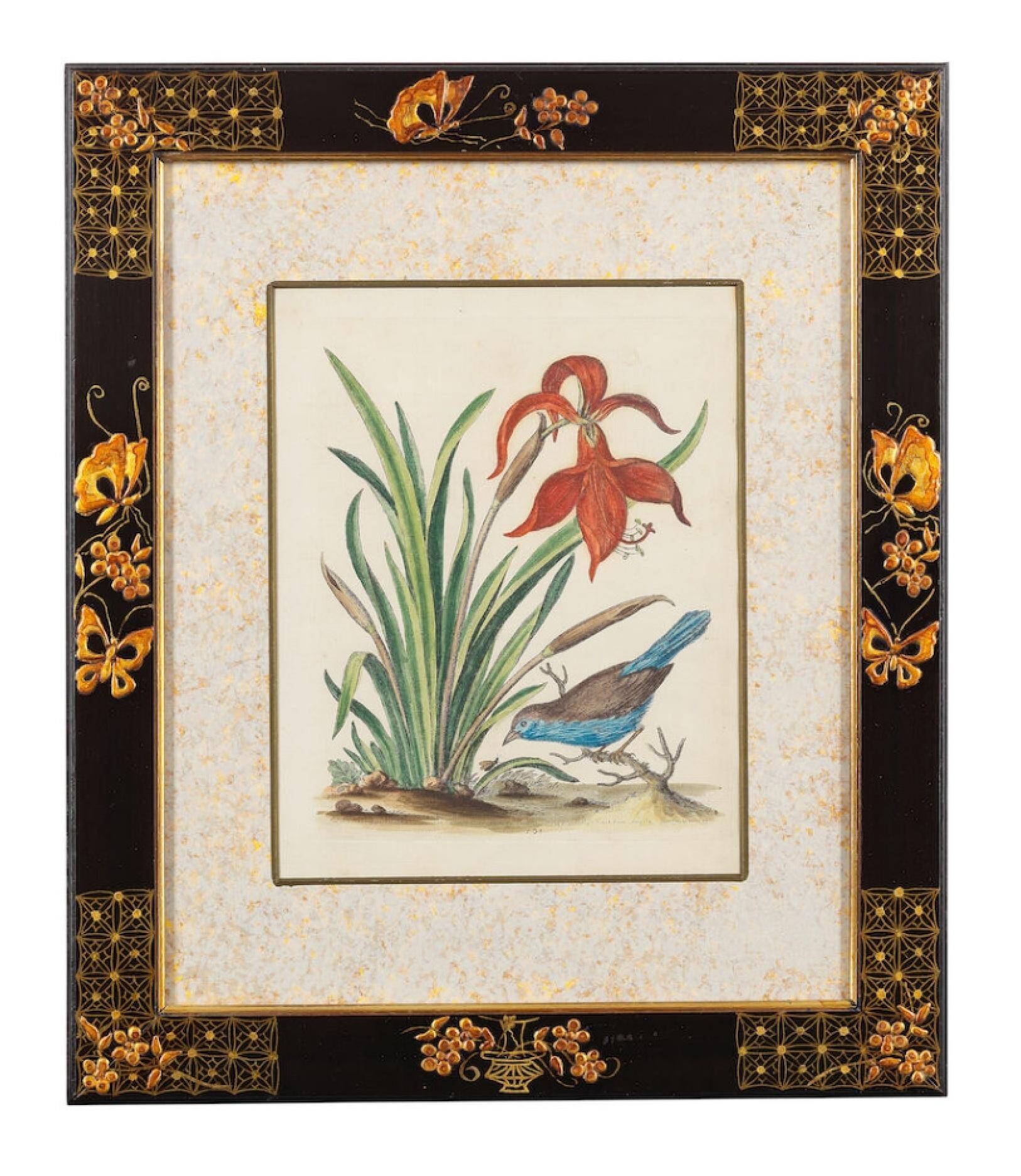 12 hand-coloured ornithological engravings from 1740 by George Edwards.