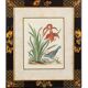 12 hand-coloured ornithological engravings from 1740 by George Edwards.