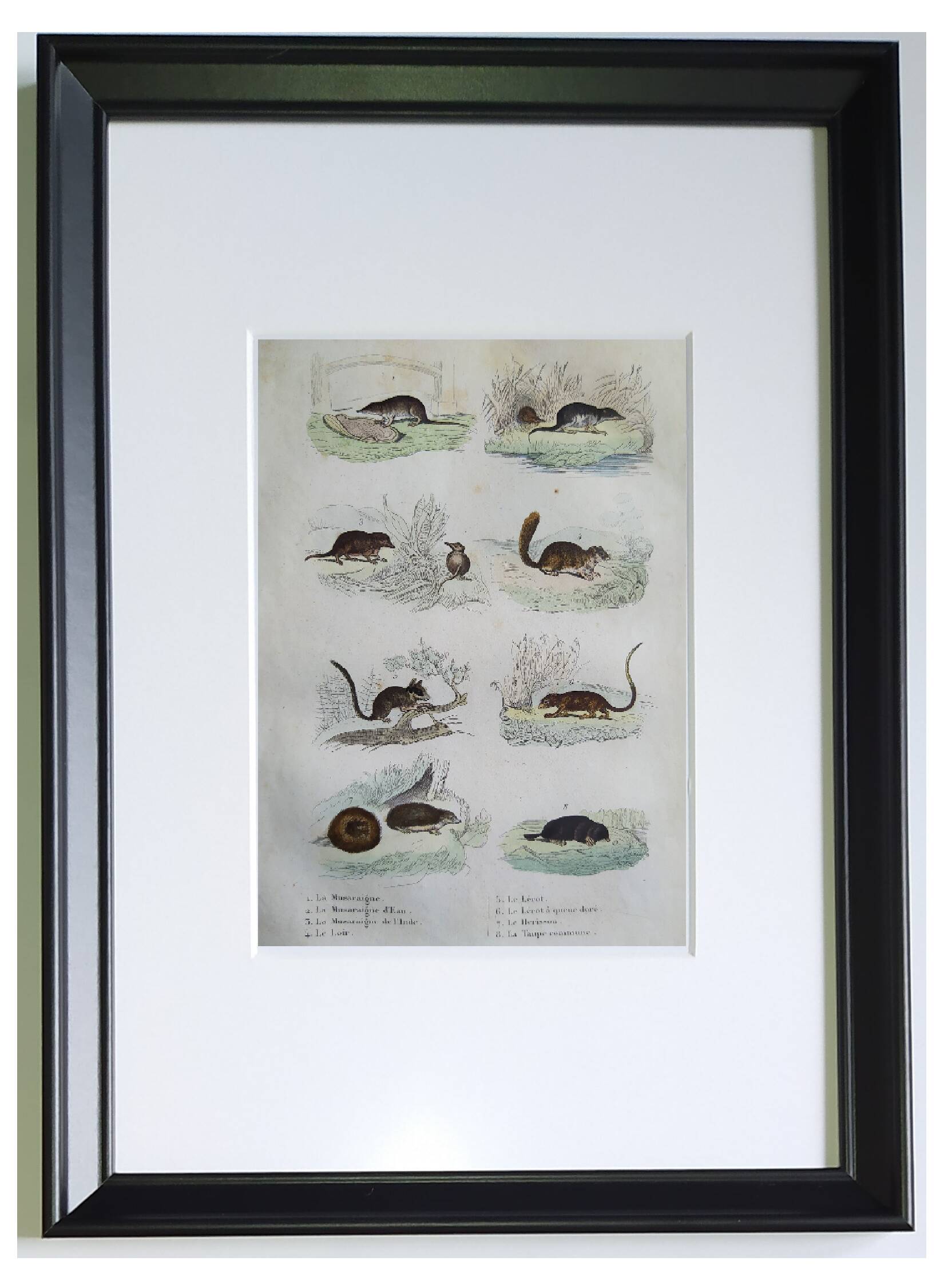 4 original zoological plates "Rat, Marten, Guinea Pig, Shrew,..."