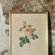 Illustration florale