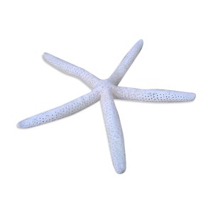 Étoile de mer authentique