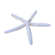 Étoile de mer authentique