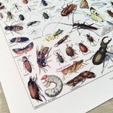 Poster about insects, based on a 1922 lithograph