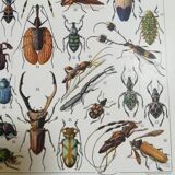 Lithograph on insects from 1928