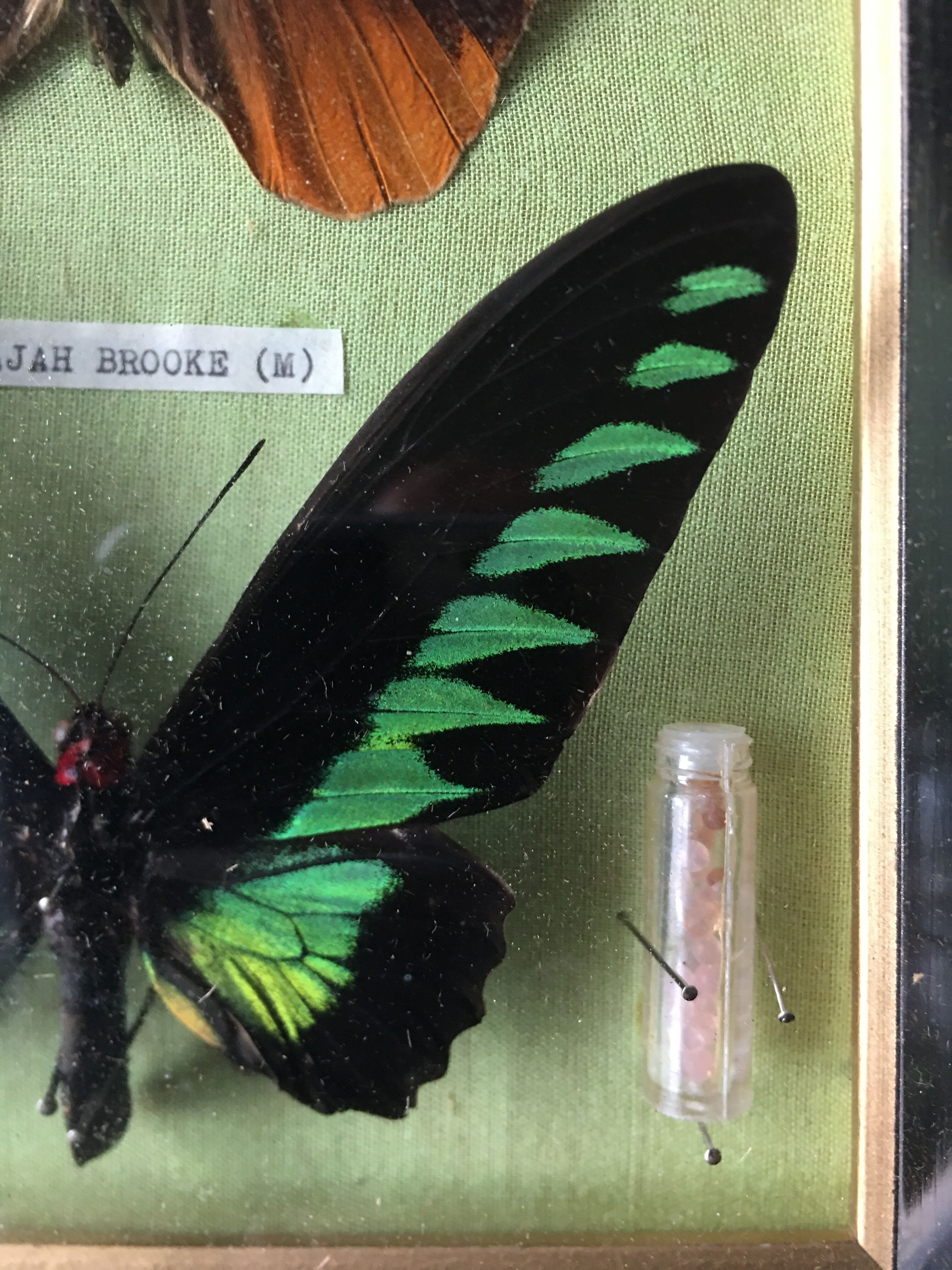 Vintage frame naturalized butterflies