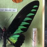 Vintage frame naturalized butterflies