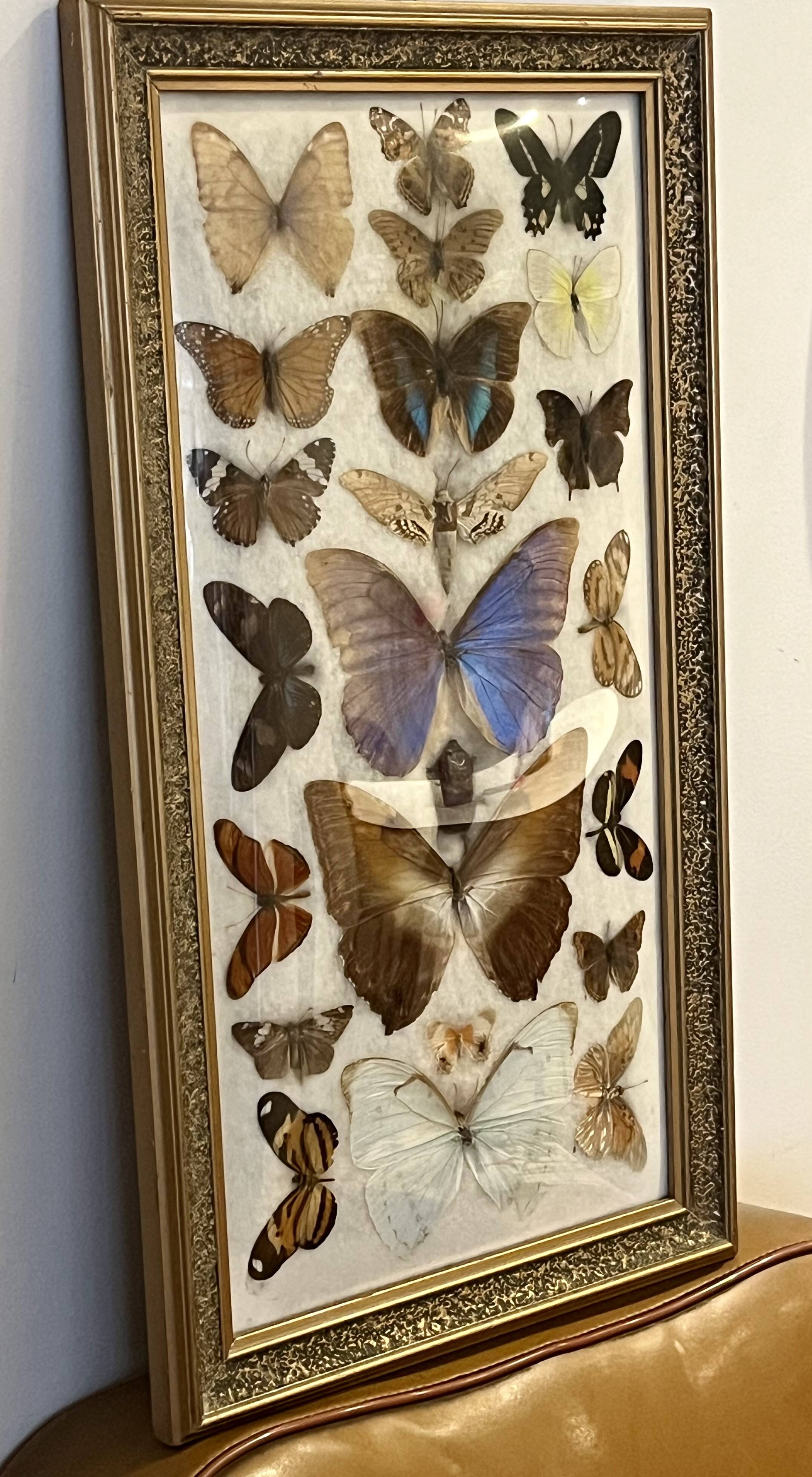 Large entomological frame - 27 mounted butterflies - Very good condition