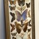 Large entomological frame - 27 mounted butterflies - Very good condition