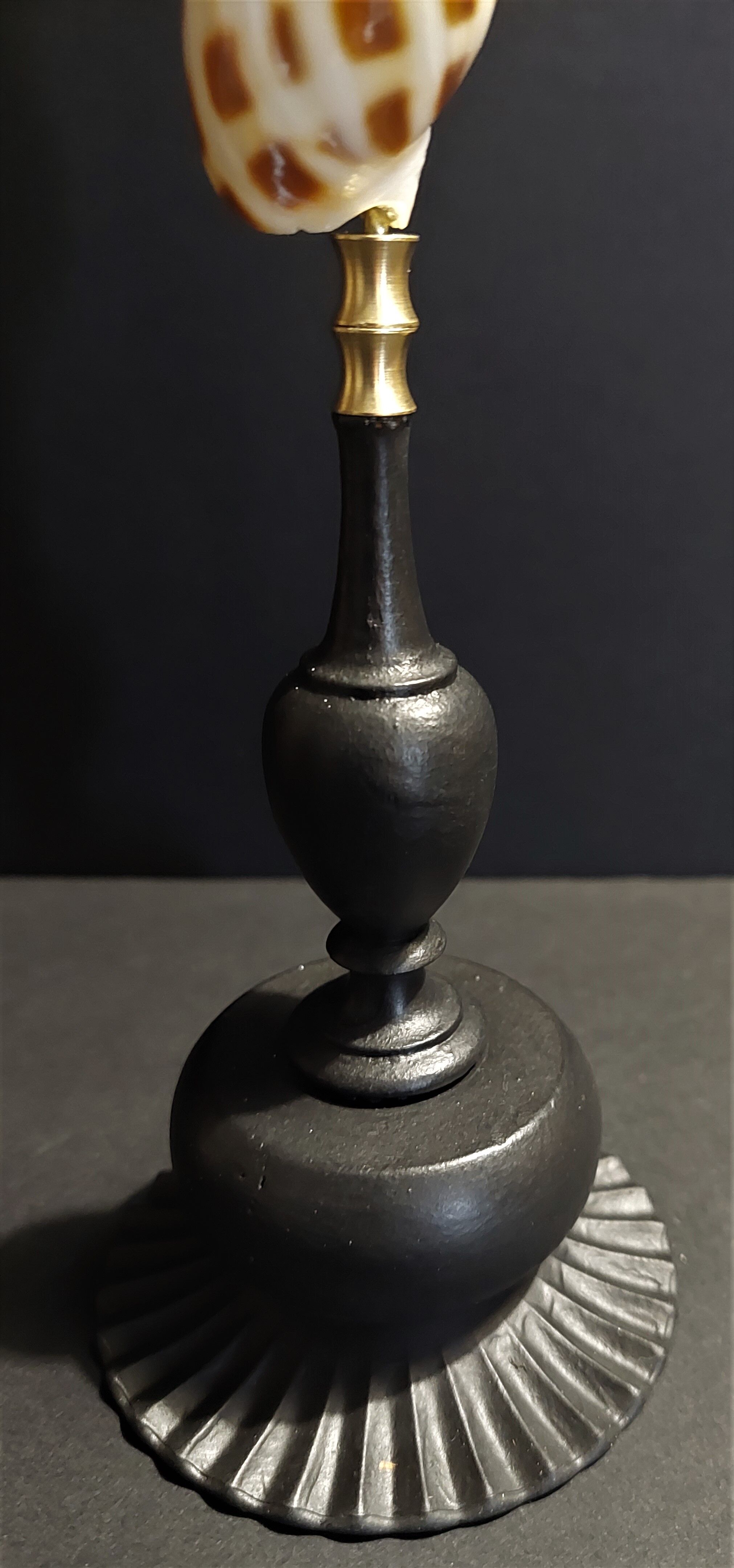 Cabinet of Curiosities shell oxymeris areolata on base