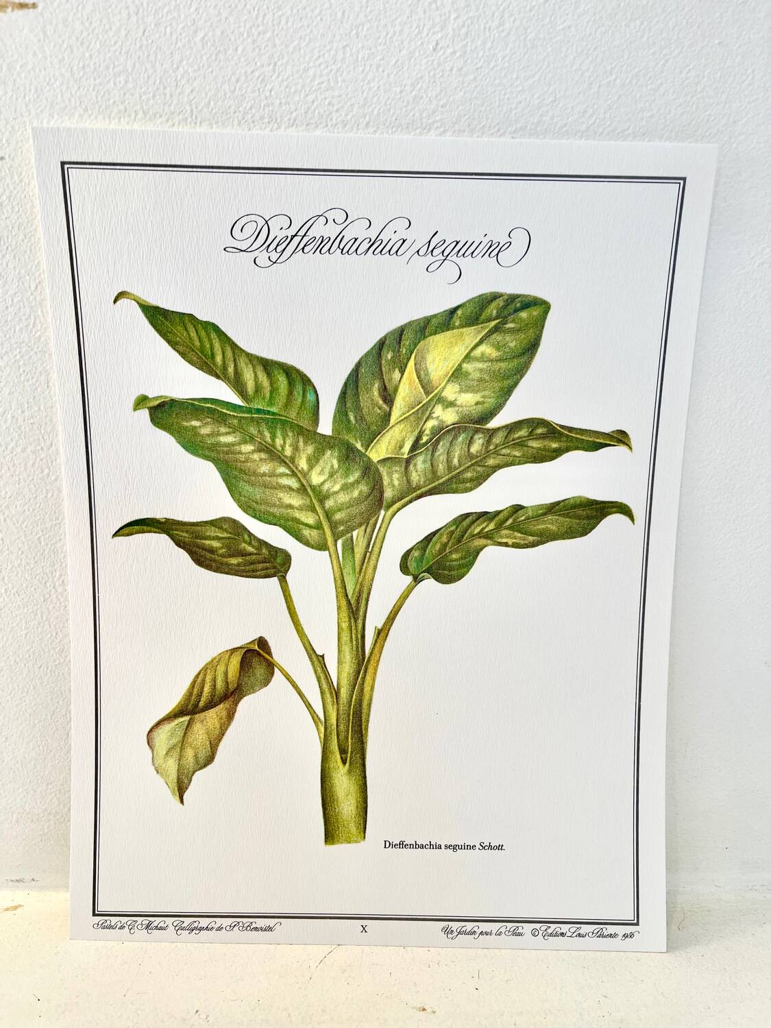 Botanical plate – Dieffenbachia seguine – Louis Pariente, 1986