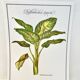 Botanical plate – Dieffenbachia seguine – Louis Pariente, 1986