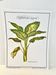 Botanical plate – Dieffenbachia seguine – Louis Pariente, 1986