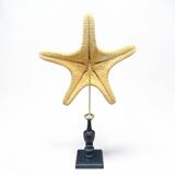 Starfish on turned wooden base, late 19th century - cabinet of curiosities