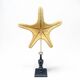 Starfish on turned wooden base, late 19th century - cabinet of curiosities
