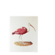 Bestiary plates from the Natural History Museum Red Ibis