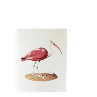 Bestiary plates from the Natural History Museum Red Ibis