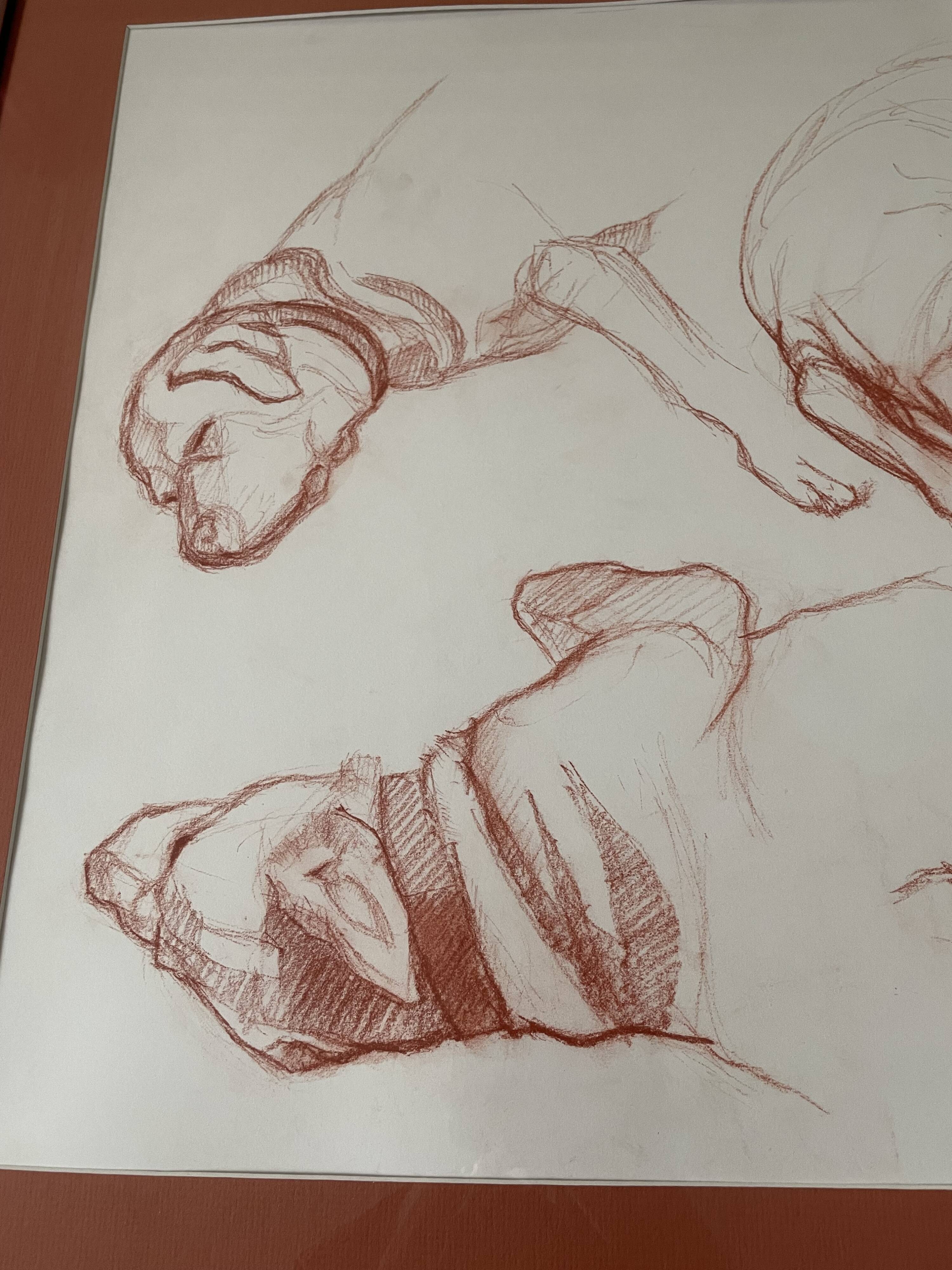 Sanguine dog study
