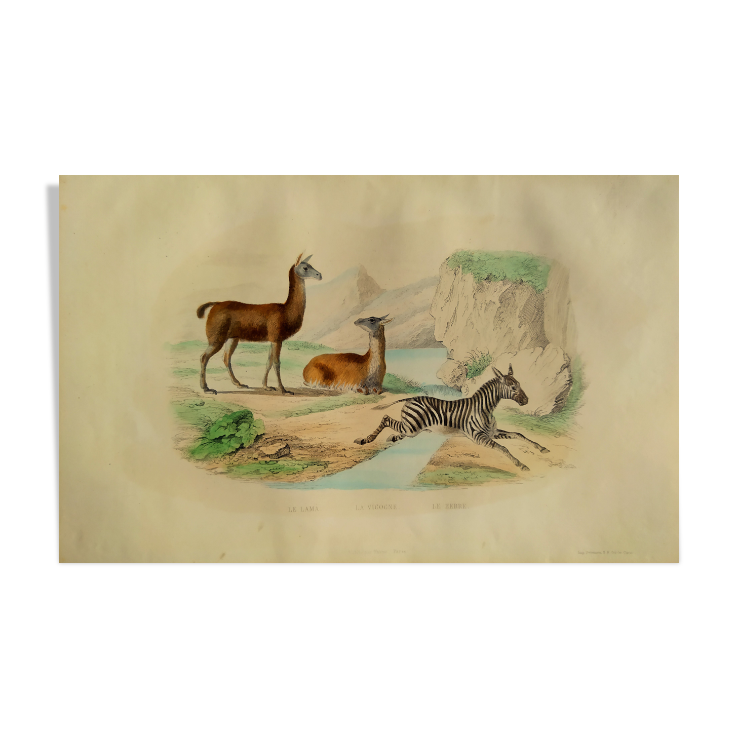 Original zoological plank "Lama - Vigogne - Zebra" Buffon 1848