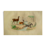 Original zoological plank "Lama - Vigogne - Zebra" Buffon 1848